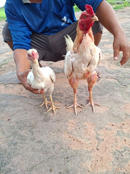 ไก่ชน รูปที่ 4