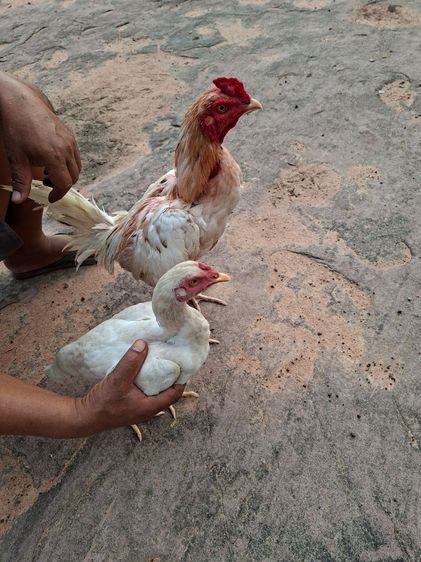 ไก่ชน รูปที่ 2