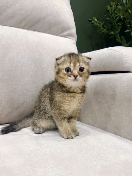 สก็อตติช โฟลด์ (Scottish Fold) แมวสก๊อตติชโฟลด์ (Scottish Fold)