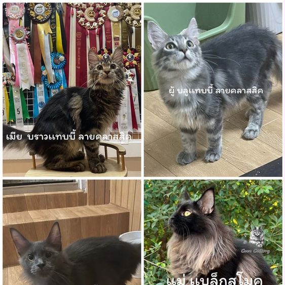 เมนคูนแท้ 100% รูปที่ 4
