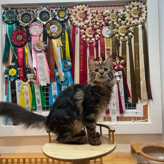 เมนคูน (Maine Coon) เมนคูนแท้ 100%