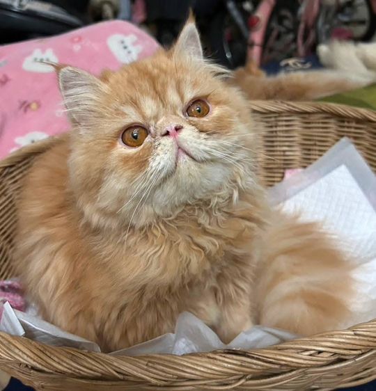 เอ็กโซติก ชอร์ตแฮร์ (Exotic Shorthair) เอ็กโซติกLh