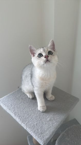 บริติช ชอร์ตแฮร์ (British Shorthair) ลูกแมว บริติช