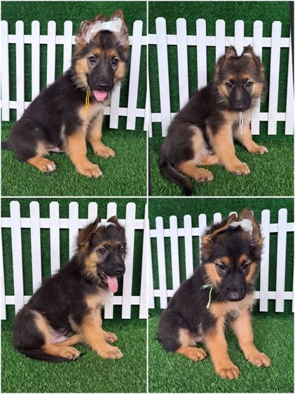 เยอรมันเชพเพิร์ด (German Shepherd) ใหญ่ ขายลูกสุนัขเยอรมันเชพเพิร์ดแท้