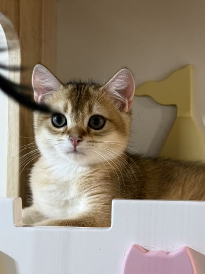 หนุ่มน้อยบริติซ ชอทเเฮร์ รูปที่ 8