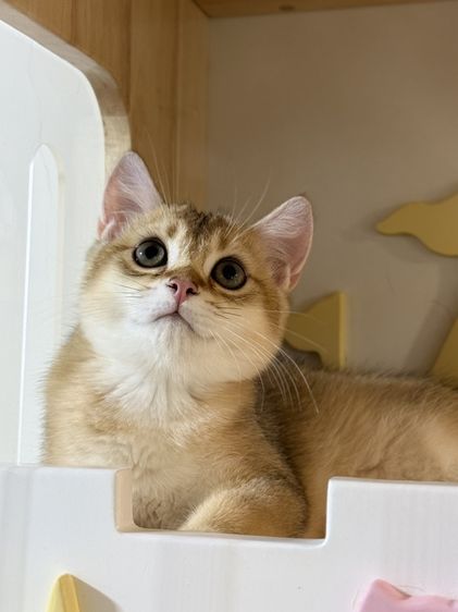หนุ่มน้อยบริติซ ชอทเเฮร์ รูปที่ 6