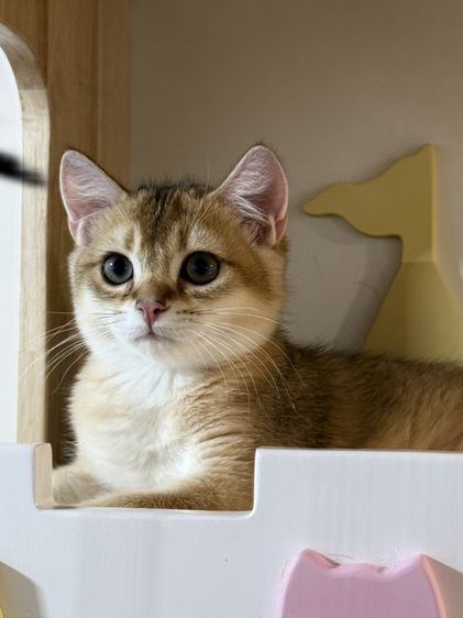 หนุ่มน้อยบริติซ ชอทเเฮร์ รูปที่ 7