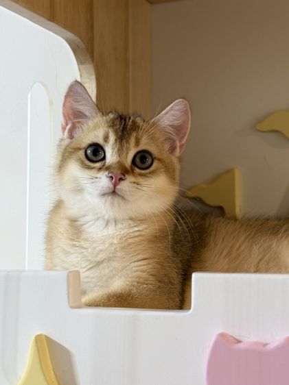 หนุ่มน้อยบริติซ ชอทเเฮร์ รูปที่ 3
