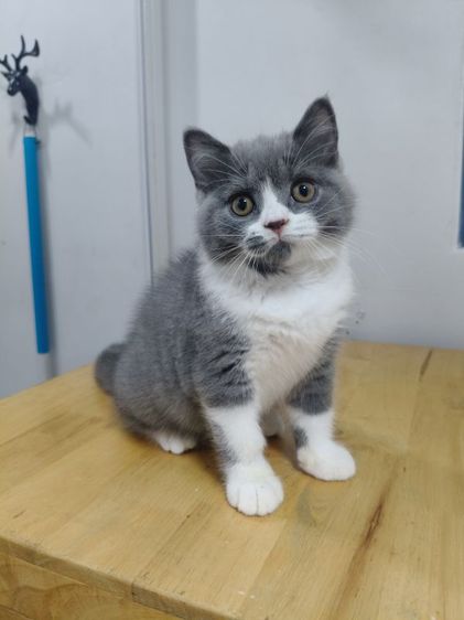 บริติช ชอร์ตแฮร์ (British Shorthair) บริติชช็อตแฮร์