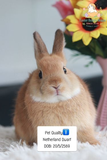 เริ่มต้น500-2000สายพันธุ์Netherland Dwarf
