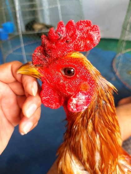 ไก่ชนพม่าเเข้งน้า