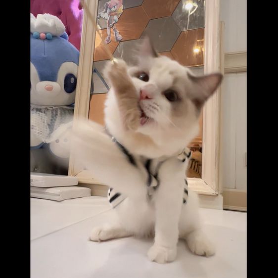 Ragdoll แร็กดอล แมวตุ๊กตา แมวสวย
