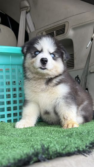 ไซบีเรียน ฮัสกี้ (Siberian Husky) เด็กชายไซบีเรีย