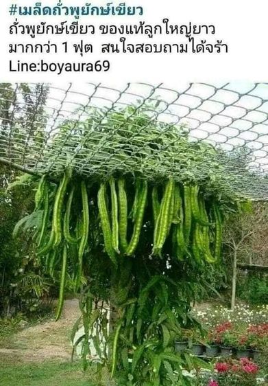 จำหน่ายเมล็ดพันธุ์