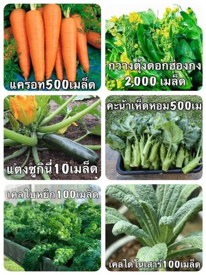 จำหน่ายเมล็ดพันธุ์
