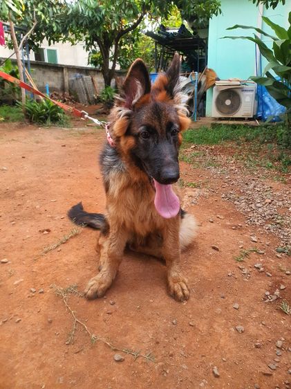 เยอรมันเชพเพิร์ด (German Shepherd) ใหญ่ 3สาวอายุ4เดือนวัคซีนครบ แม่มีใบเพ็ทขาว