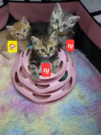 แมวสก็อตติช