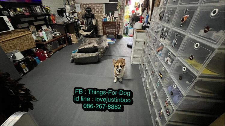 ผ้ายางกันลื่นสุนัข ที่ใช้ดีที่สุด สัตวแพทย์ยังแนะนำให้ใช้ รูปที่ 3