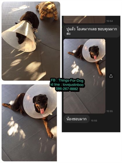 ผ้ายางกันลื่นสุนัข ที่ใช้ดีที่สุด สัตวแพทย์ยังแนะนำให้ใช้ รูปที่ 9