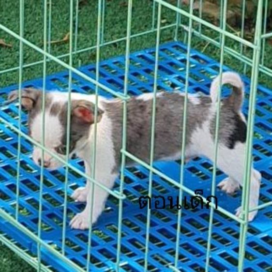 ชิวาวาตัวผู้