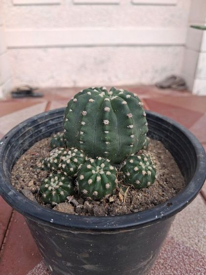 ต้นกระบองเพชรสกุลอิชินอปซิส(Echinopsis) รูปที่ 6