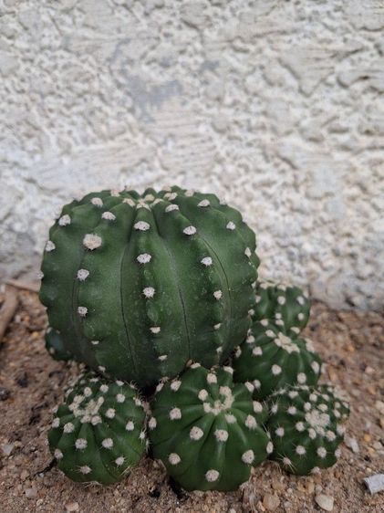 ต้นกระบองเพชรสกุลอิชินอปซิส(Echinopsis) รูปที่ 5