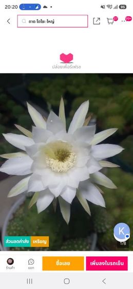 ต้นกระบองเพชรสกุลอิชินอปซิส(Echinopsis)