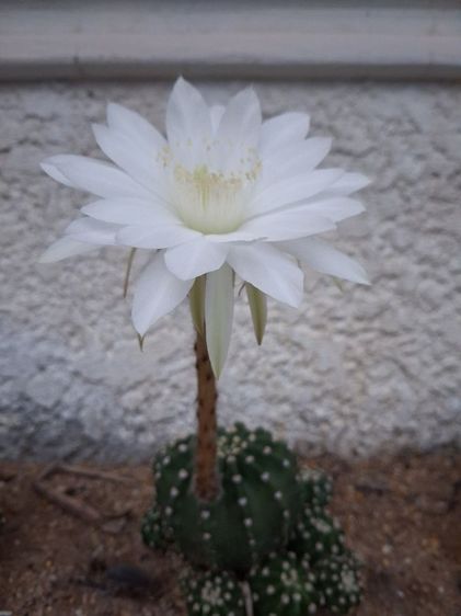 ต้นกระบองเพชรสกุลอิชินอปซิส(Echinopsis) รูปที่ 2