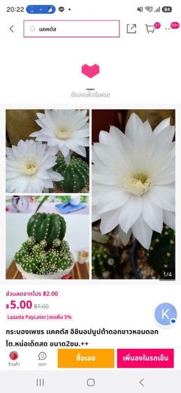 ต้นกระบองเพชรสกุลอิชินอปซิส(Echinopsis) รูปที่ 3