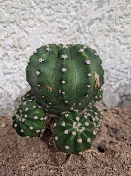 ต้นกระบองเพชรสกุลอิชินอปซิส(Echinopsis) รูปที่ 4