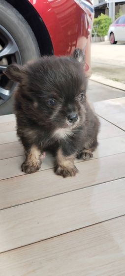 ชิสุ (Shih Tzu) เล็ก ลูกสุนัข