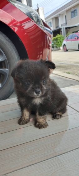 ลูกสุนัข รูปที่ 3