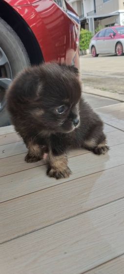 ลูกสุนัข รูปที่ 2