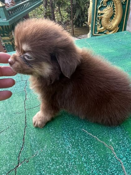 ชิวาวา รูปที่ 2