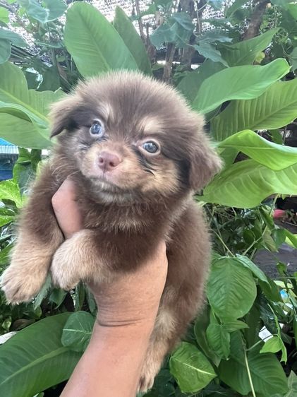 ชิวาวา (Chihuahua) เล็ก ชิวาวา