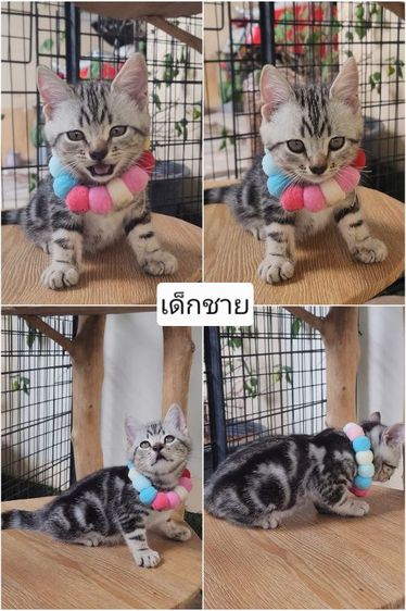 อเมริกันชอร์ตแฮร์แท้100% รูปที่ 8