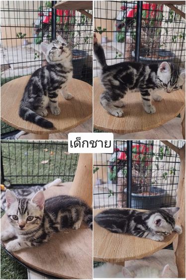 อเมริกันชอร์ตแฮร์แท้100% รูปที่ 7