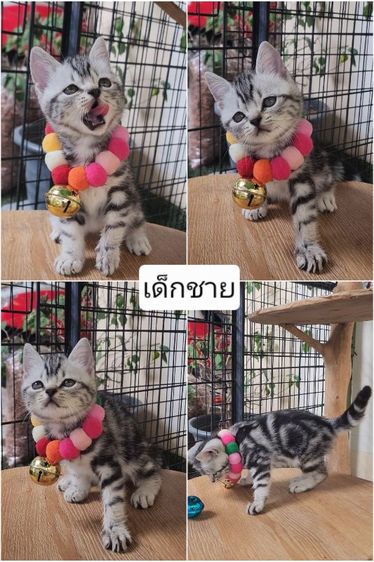 อเมริกันชอร์ตแฮร์แท้100% รูปที่ 6