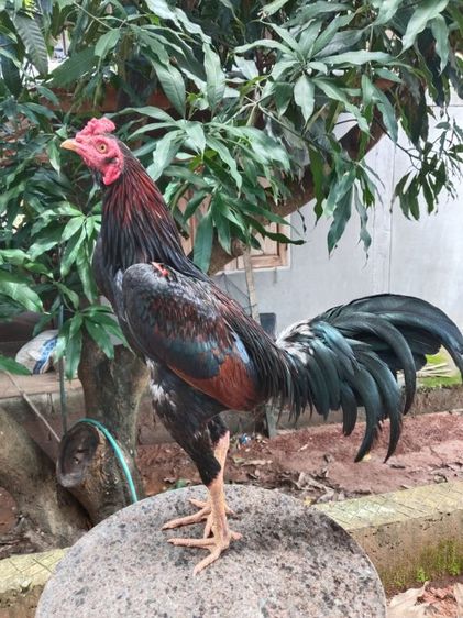ไก่ชน