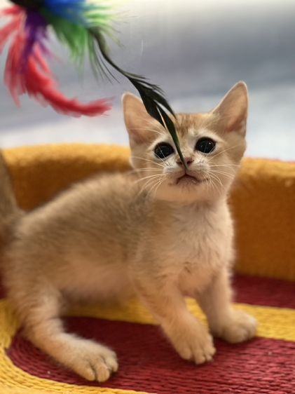 British Shorthair รูปที่ 2