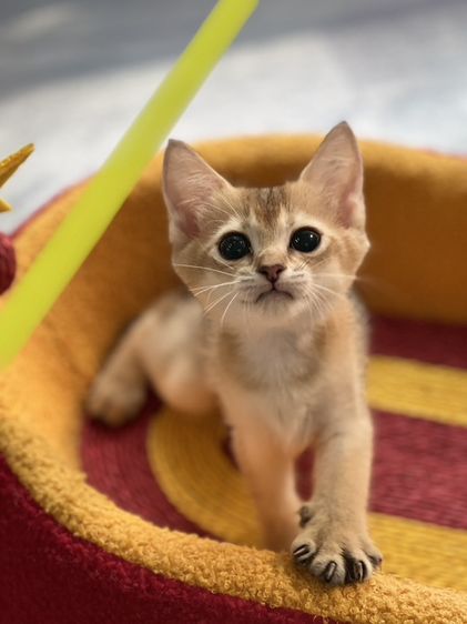 British Shorthair รูปที่ 4