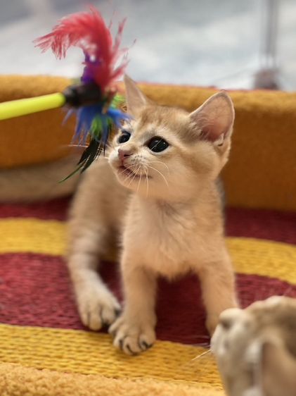 บริติช ชอร์ตแฮร์ (British Shorthair) British Shorthair