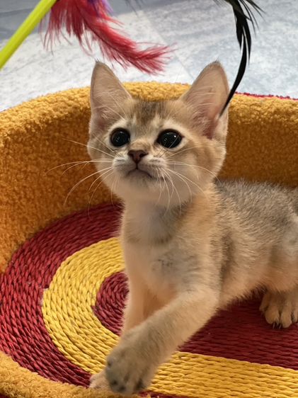 British Shorthair รูปที่ 3