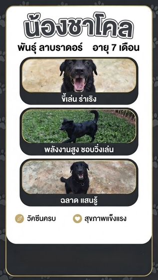 แจกฟรี! สุนัขลาบราดอร์ อายุ 7 เดือน วัคซีน ถ่ายพยาธิครบ