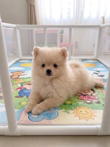 ลูกปอมแท้ 2900  รูปที่ 2