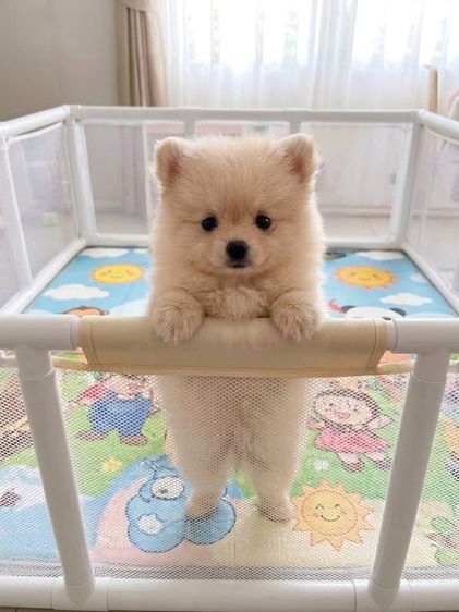 ลูกปอมแท้ 2900 