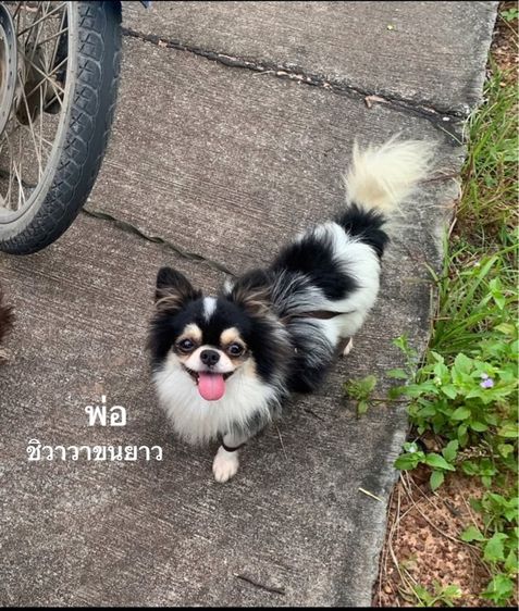 ชิวาวาเมีย เปิดจองพร้อมย้ายสิ้นเดือนค่ะ รูปที่ 4