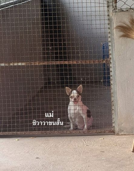 ชิวาวาเมีย เปิดจองพร้อมย้ายสิ้นเดือนค่ะ รูปที่ 5