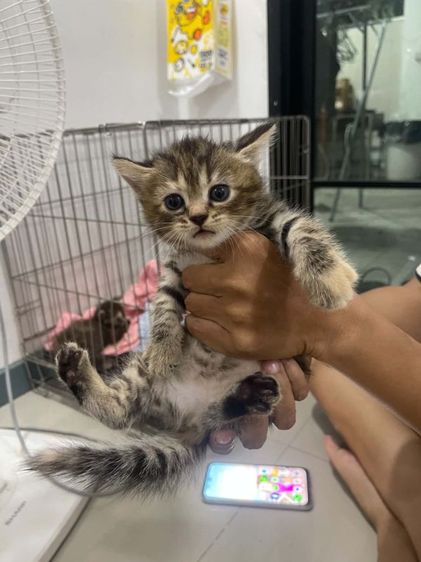 แมวสก๊อตติช