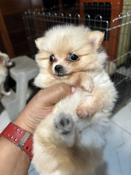 ปอม รูปที่ 6
